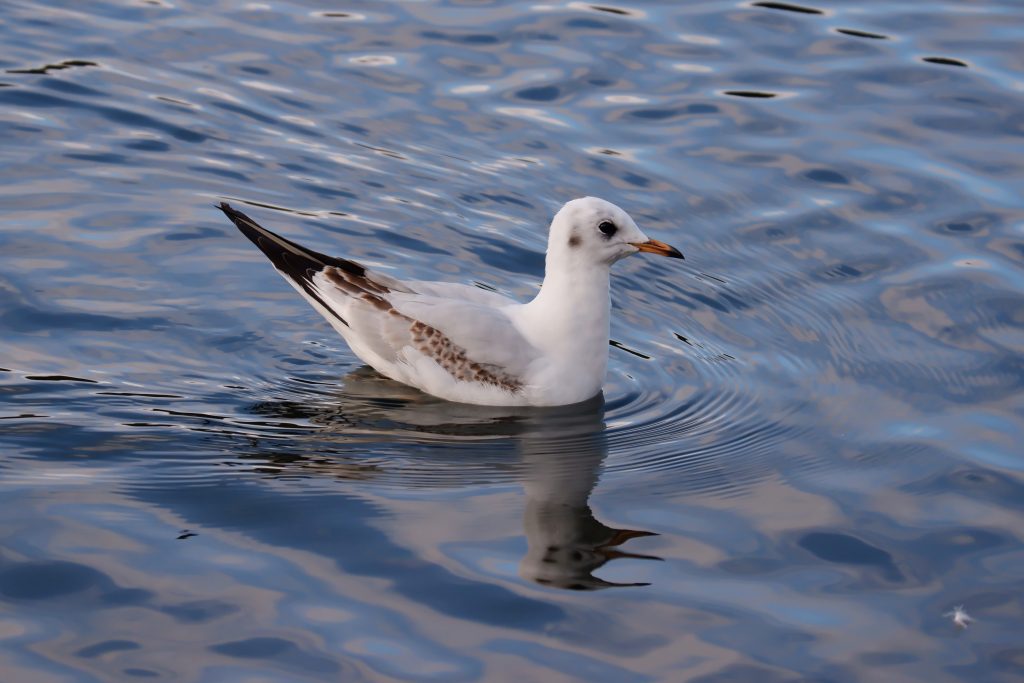 Black-headed gull, Chorlton Water Park