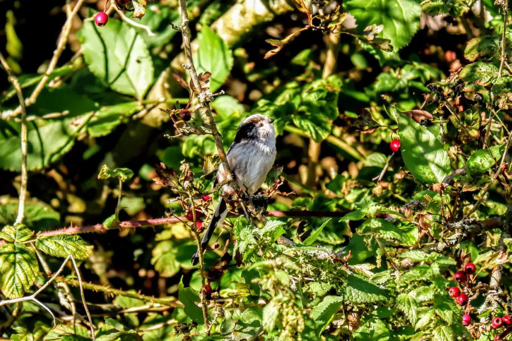 Long-tailed tit, Stretford Ees, Manchester