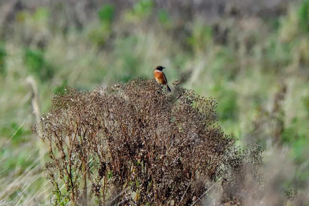 Male stonechat, Stretford Ees, Manchester