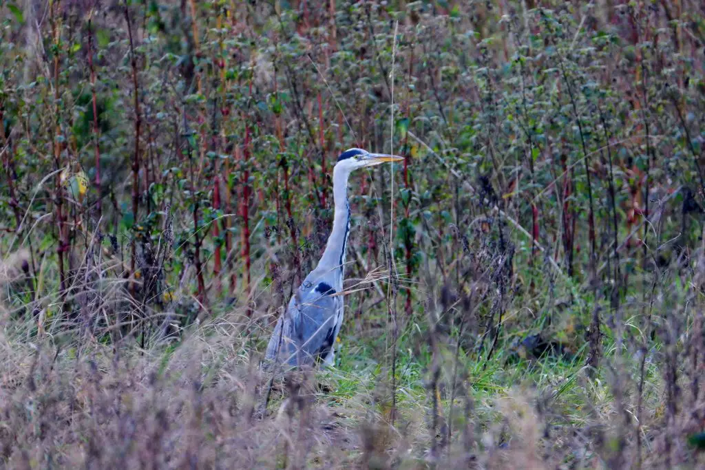 Grey heron, Stretford Ees, Manchester