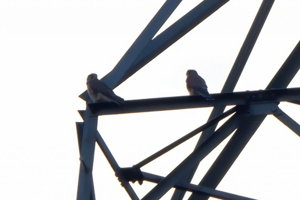 Pair of kestrels on a pylon, Stretford Ees, Manchester