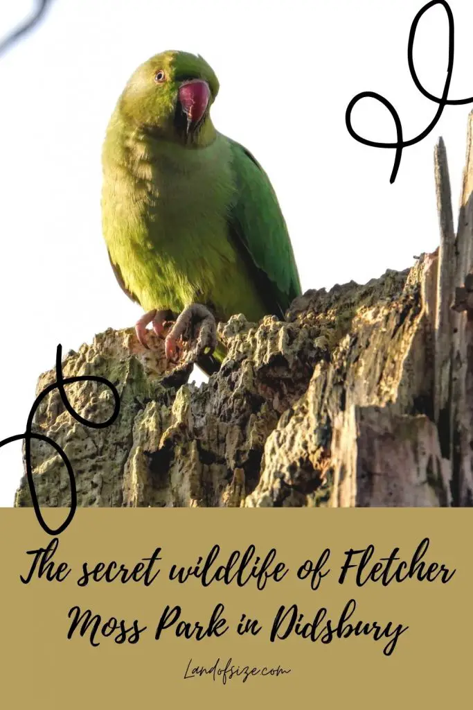 The secret wildlife of Fletcher Moss Park in Didsbury
