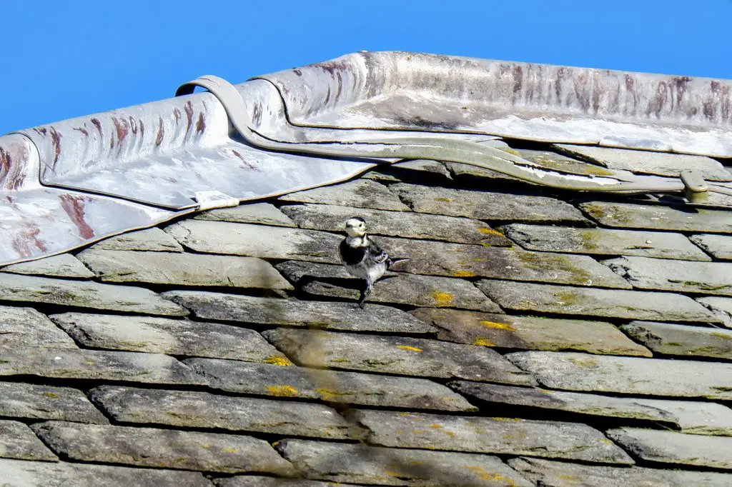 Pied wagtail on the roof at Dunham Massey