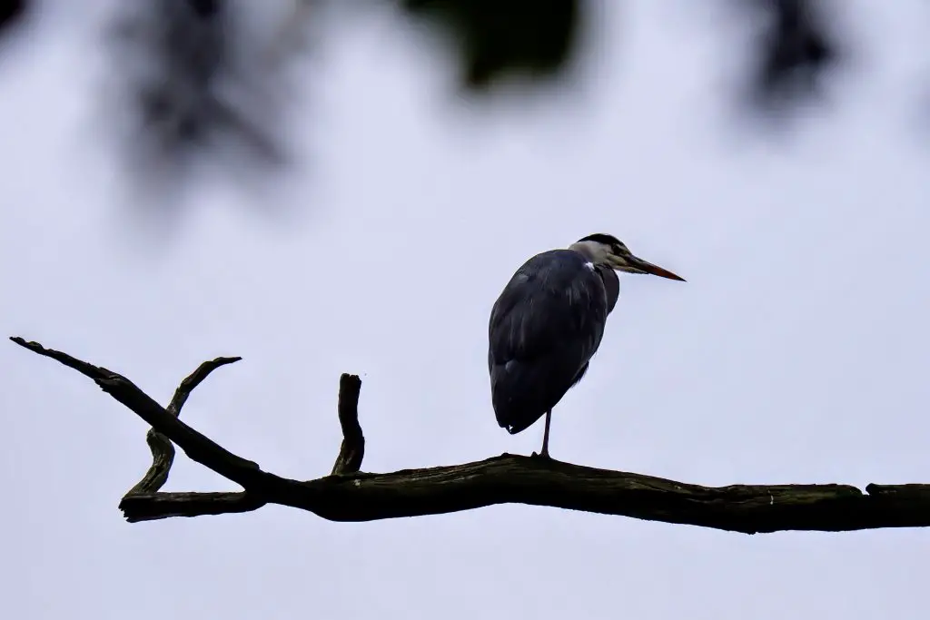Grey heron at Dunham Massey
