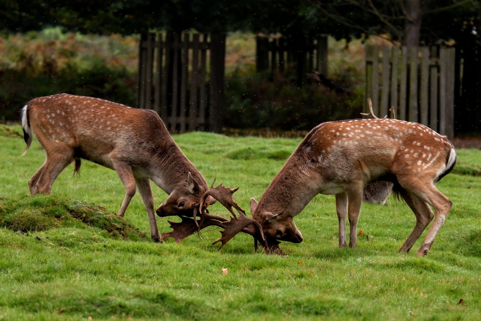 Deer rutting and birdwatching at Dunham Massey - Land of Size