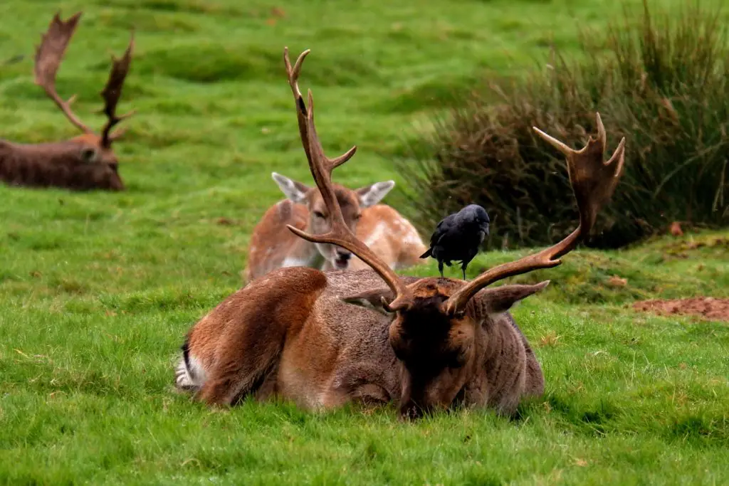 Jackdaw feeding off a fallow deer stag, Dunham Massey