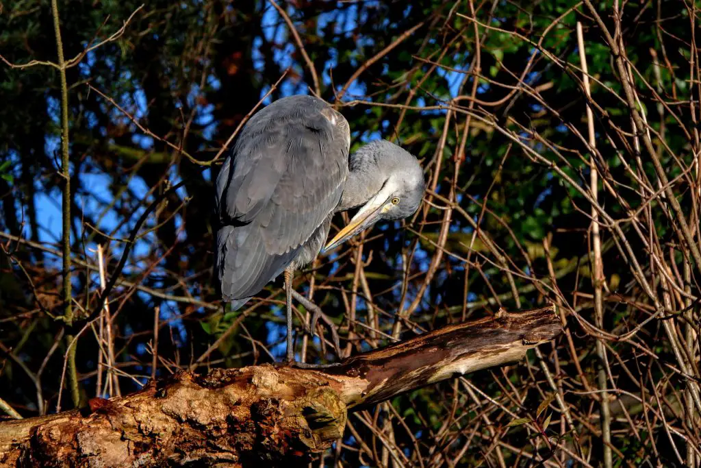 Grey heron, Fletcher Moss Park, Didsbury
