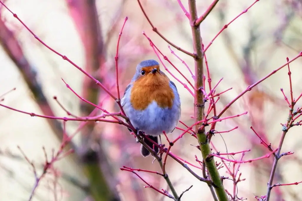 Robin, Fletcher Moss Park, Didsbury