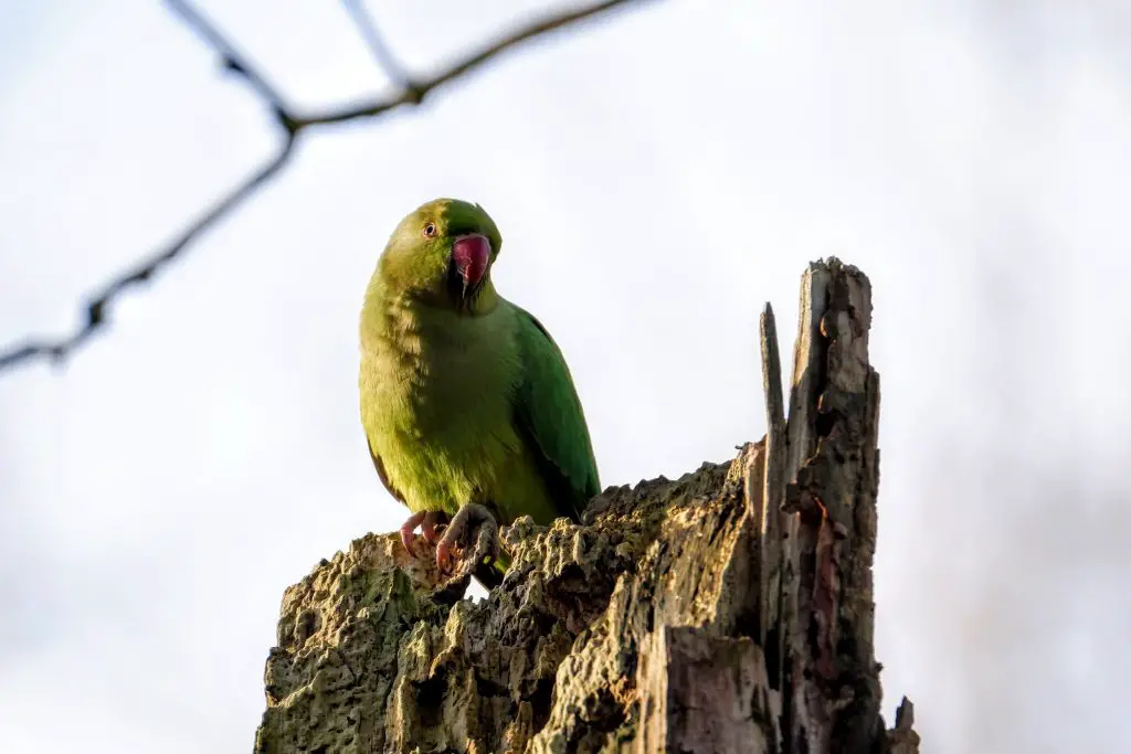 Ring-necked parakeet, Fletcher Moss Park, Didsbury