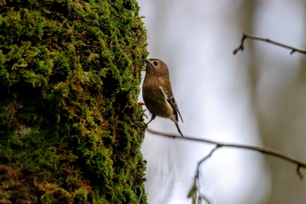 Goldcrest, Fletcher Moss Park, Didsbury