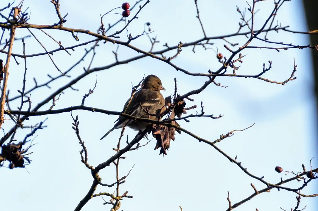 Chaffinch, Fletcher Moss Park, Didsbury