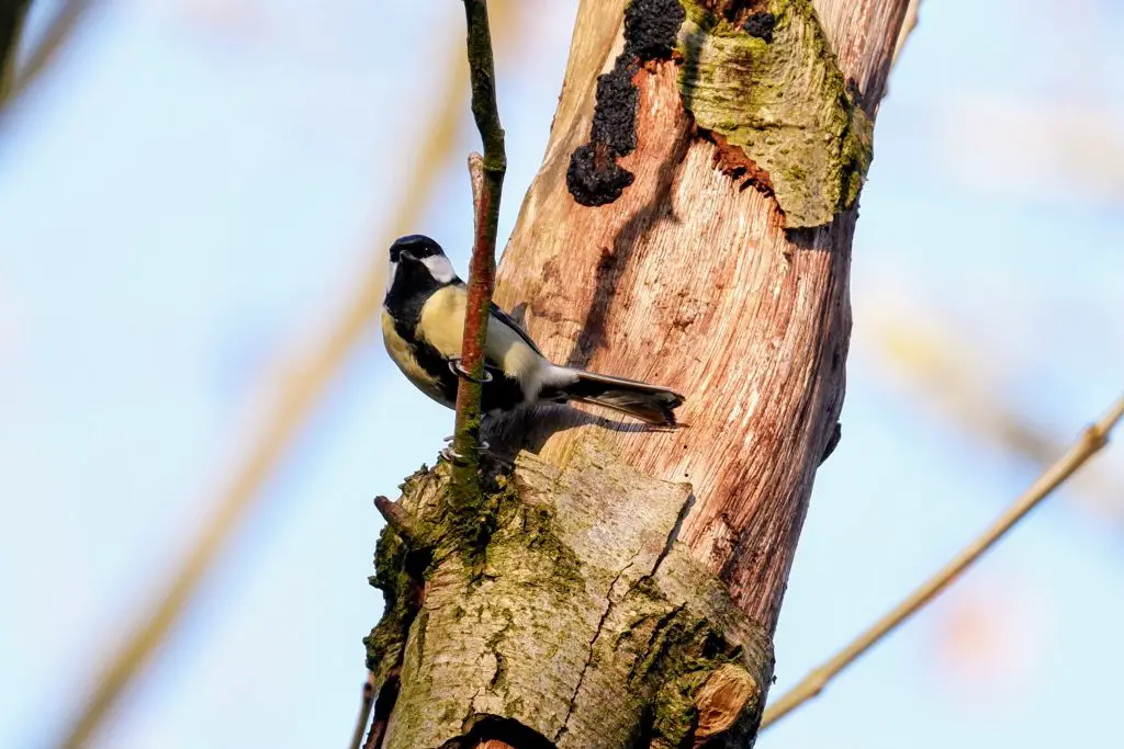 Great tit, Fletcher Moss Park, Didsbury