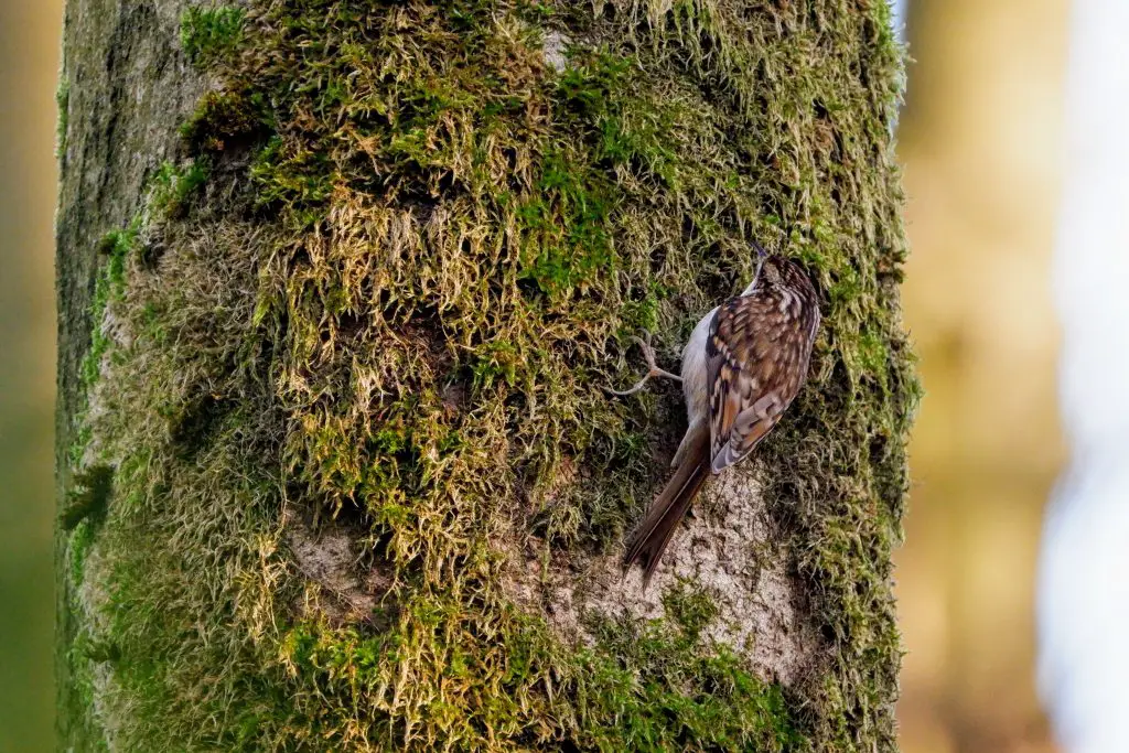 Treecreeper, Fletcher Moss Park, Didsbury