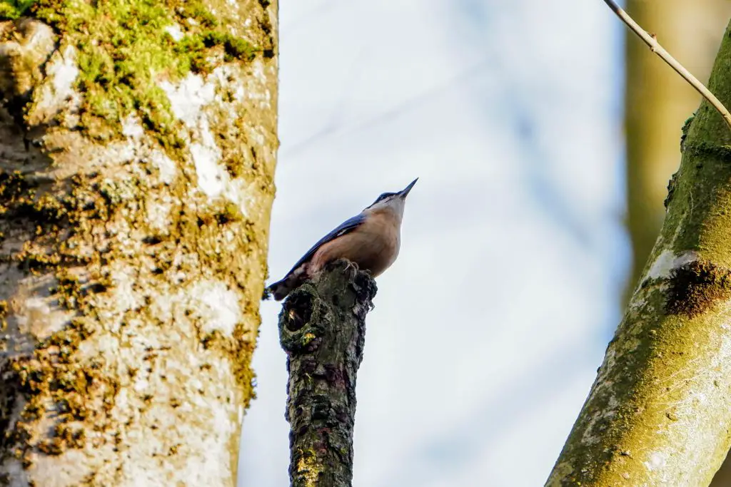 Nuthatch, Fletcher Moss Park, Didsbury