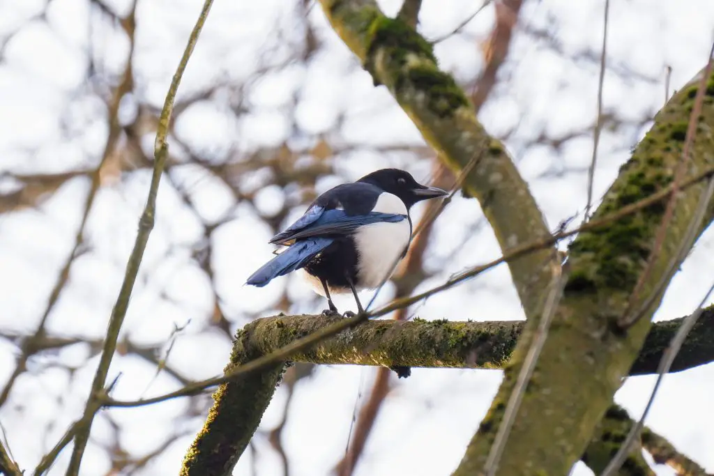 Magpie, Fletcher Moss Park, Didsbury