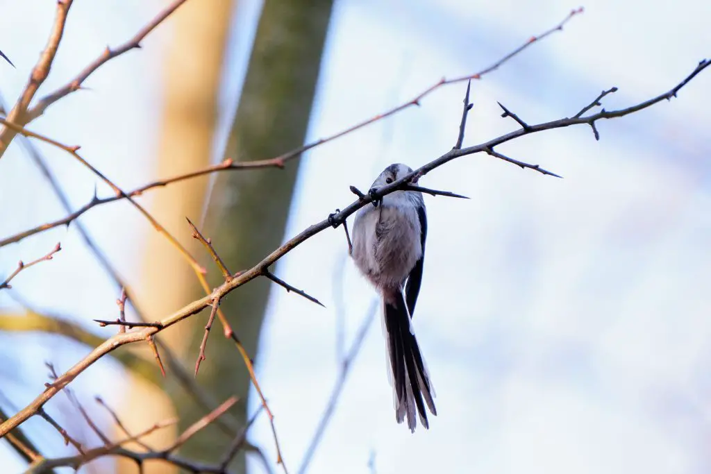 Long-tailed tit, Fletcher Moss Park, Didsbury