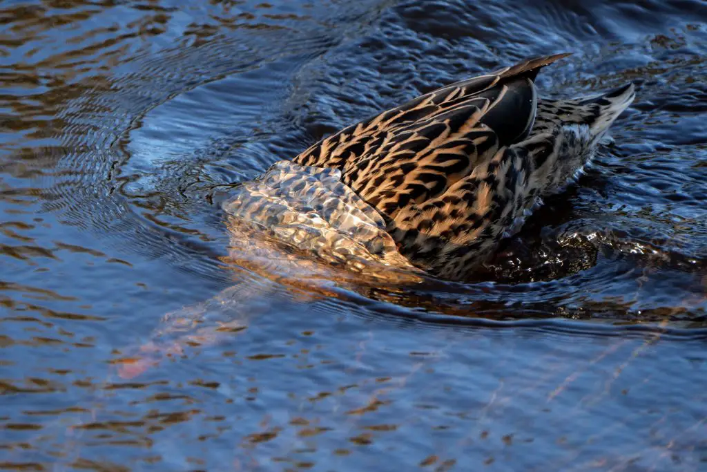 Female mallard, the River Mersey, Didsbury