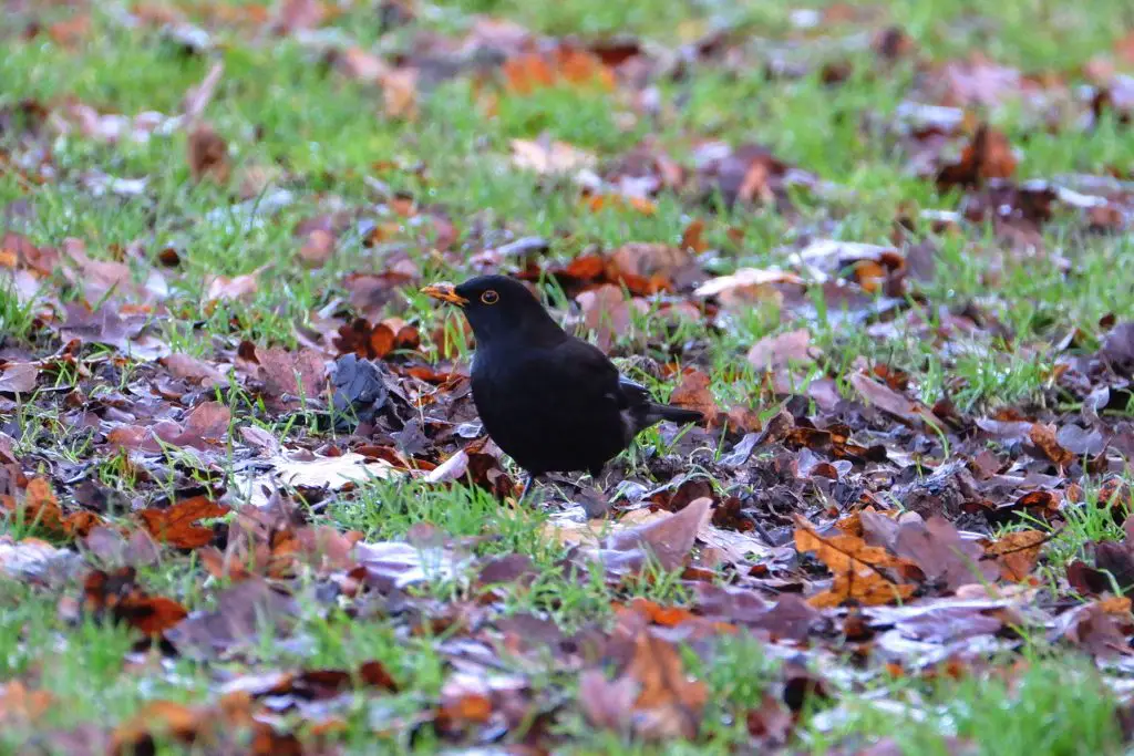 Blackbird, Fletcher Moss Park, Didsbury