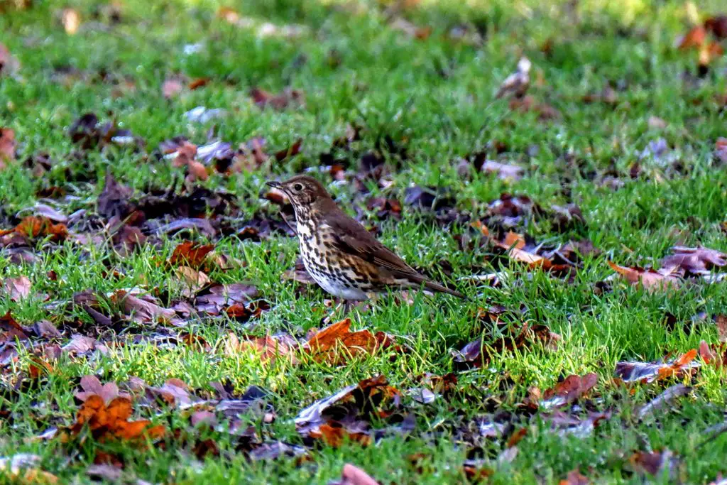 Song thrush, Fletcher Moss Park, Didsbury