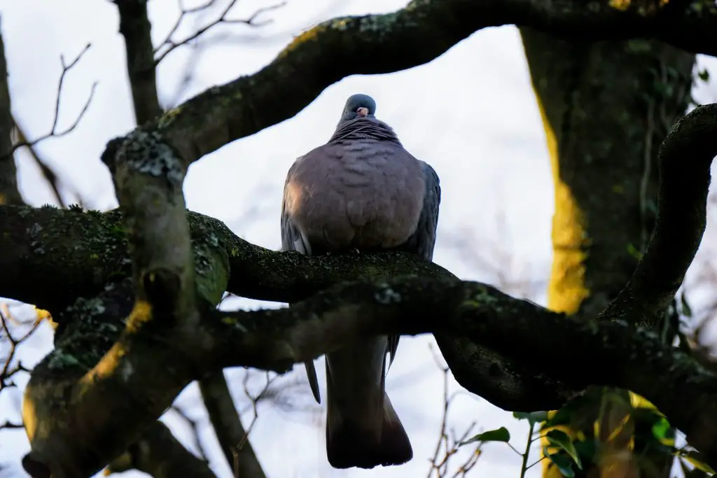 Woodpigeon, Fletcher Moss Park, Didsbury