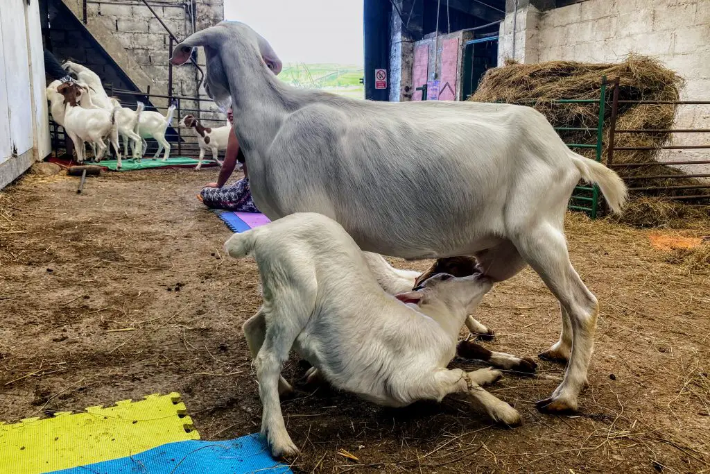 Goat feeding at Cronkshaw Fold Farm, Rossendale, Manchester