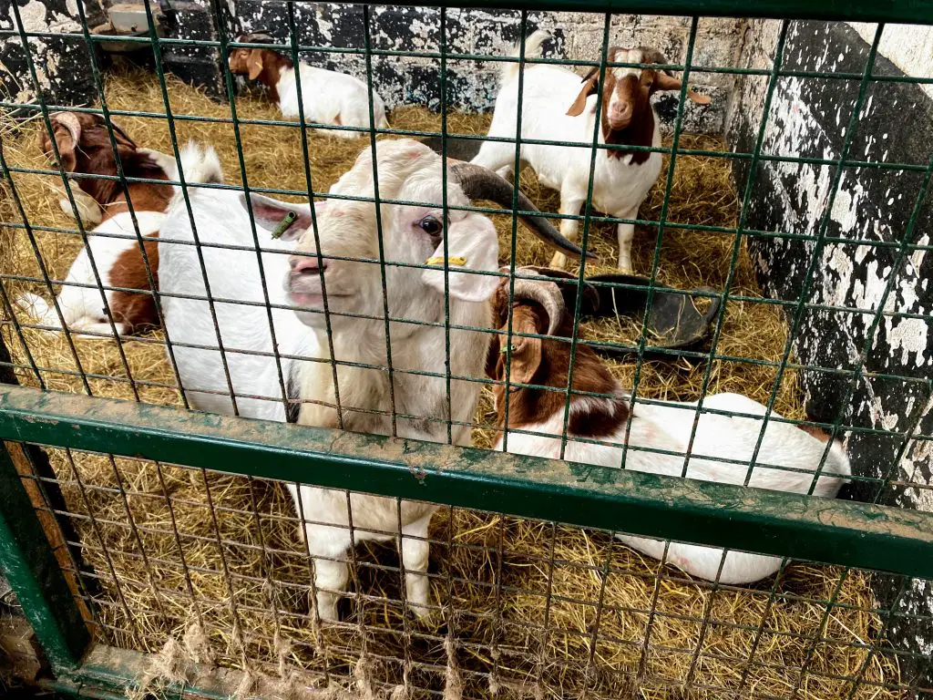 Goats at Cronkshaw Fold Farm, Rossendale, Manchester