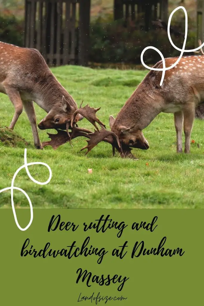 Deer rutting and birdwatching at Dunham Massey