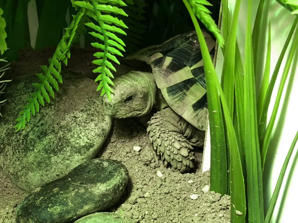 Tortoise