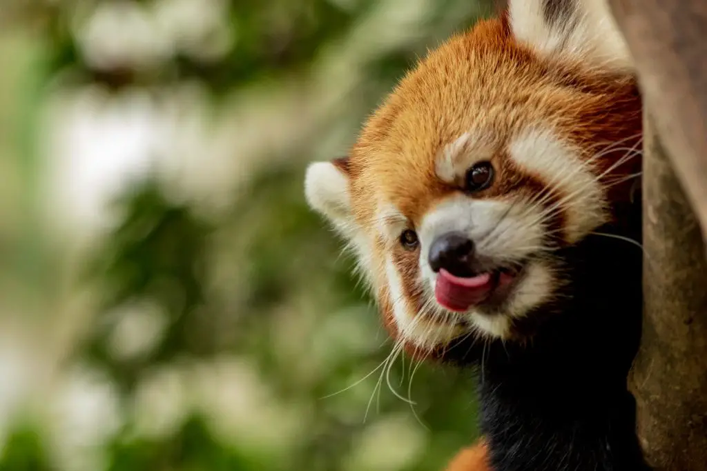 Red panda. Photo by Michael Payne on Unsplash