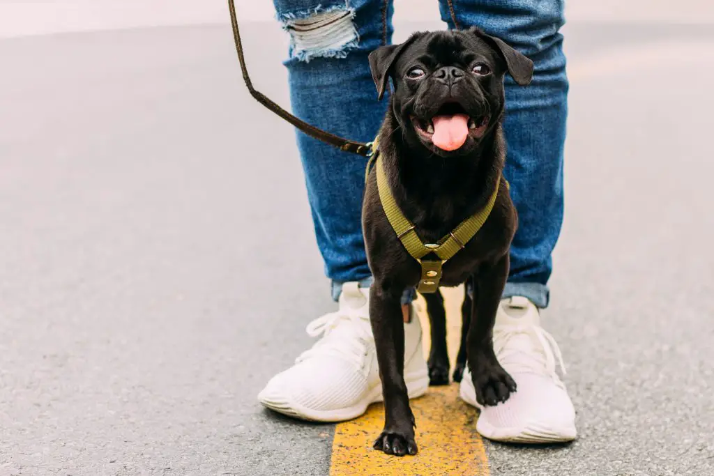 Dog walker. Photo by leonides ruvalcabar on Unsplash.

